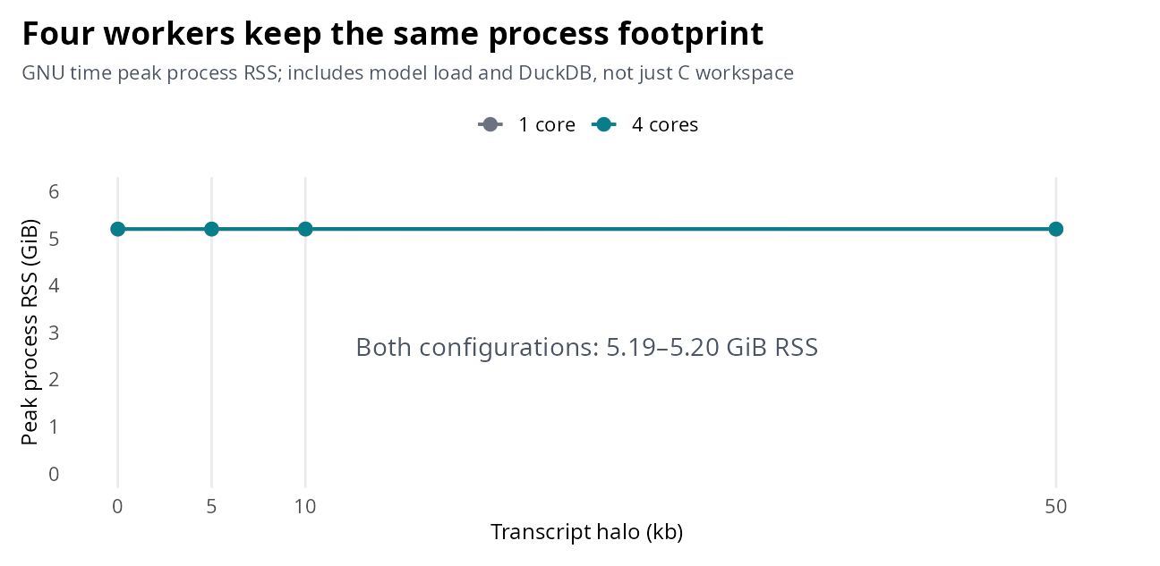 Peak process RSS for one and four pinned cores stays near 5.2 GiB across all four tested transcript halos.